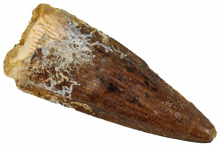 Juvenile Fossil Spinosaurus Tooth - Real Dinosaur Tooth #348707